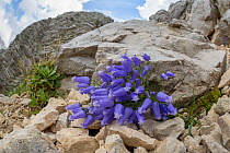 Zois' bellflower (Campanula zoysii) growing on limestone scree. Triglav National Park,  Julian Alps, Slovenia. July.