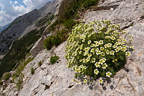 Saxifrage (Saxifraga squarrosa) growing in a crevice on a limestone cliff face. Triglav National Park, Julian Alps, Slovenia. July.