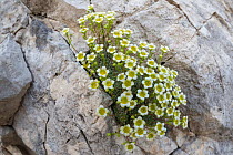 Saxifrage (Saxifraga squarrosa) growing in a crevice on a limestone cliff face. Triglav National Park, Julian Alps, Slovenia. July.