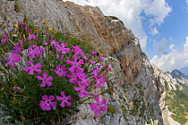 Woodland pink (Dianthus sylvestris) growing on limestone cliff. Triglav National Park, Julian Alps, Slovenia. July.