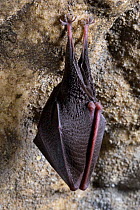 Lesser horseshoe bat (Rhinolophus hipposideros) roosting in cave. Croatia. November.