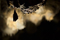 Greater horseshoe bat (Rhinolophus ferrumequinum) roosting in cave. Croatia. November.