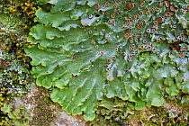 Lichen (Lobaria virens) with mature apothecia (or fruiting body) growing on a sycamore tree trunk. Isle of Mull, Scotland, UK. June.