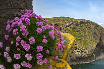 Thrift (Armeria maritima) growing on basalt sea cliffs, Isle of Staffa, Inner Hebrides, Scotland, UK. June.