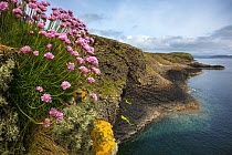 Thrift (Armeria maritima) growing on basalt sea cliffs, Isle of Staffa, Inner Hebrides, Scotland, UK. June.