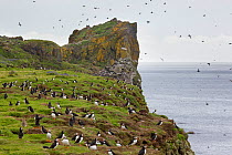 Atlantic puffins (Fratercula arctica) with sea cliffs in background. Isle of Lunga, Treshnish Isles, Scotland, June.