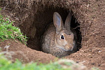 European wild rabbit (Oryctolagus cuniculus) in its burrow, Isle of Lunga, Treshnish Isles, Scotland, June.