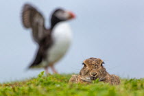 European wild rabbit (Oryctolagus cuniculus) with an Atlantic puffin (Fratercula arctica) in the background. Puffins will often use old rabbit burrows as a nesting site. Isle of Lunga, Treshnish Isles...