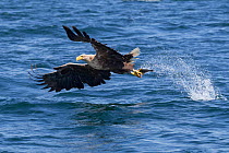 White-tailed eagle (Haliaeetus albicilla), swooping to take a fish from the water's surface. Loch Na Keal, Isle of Mull, Scotland, UK. June.