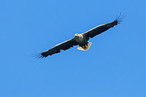 White-tailed eagle (Haliaeetus albicilla) flying, Loch Na Keal, Isle of Mull, Scotland, UK. June.