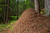 Wood Ant nest (Formica rufa) constructed from pine needles and other debris from the forest floor. Julian Alps, Slovenia, July.