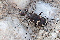 Northern dune tiger beetle (Cicindela hybrida) female. Julian Alps, Slovenia, July.