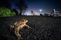 Common toad (Bufo bufo). Bristol, UK. March