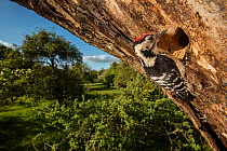 Lesser spotted woodpecker (Dryobates minor) male excavating nest hole in mature apple tree in ancient orchard. Herefordshire, UK. June