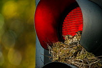 Mistle thrush (Turdus viscivorus) nest in traffic light. Leeds, UK. July