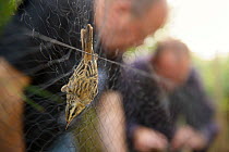 Sedge warbler (Acrocephalus schoenobaenus) caught in bird ringers nets. Severn Estuary, UK. July