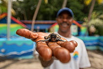 Man holding Hawksbill sea turtle hatchling (Eretmochelys imbricata). Anse Chastenet beach, Saint Lucia. November