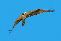 Osprey (Pandion haliaetus). Soufriere, Saint Lucia. November