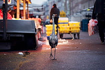 Grey heron (Ardea cinerea) in urban environment, Amsterdam, Netherlands. February