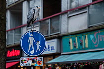 Grey heron (Ardea cinerea) perched on sign in urban environment, Amsterdam, Netherlands. February