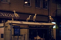 Grey herons (Ardea cinerea) on awning in urban market at night, Amsterdam, Netherlands. February