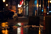 Grey heron (Ardea cinerea) scavenging at night in urban alley, Amsterdam, Netherlands. February