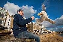 Herring gull (Larus argentatus) snatching food from man's hand. St Ives, Cornwall, UK. February