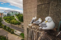 Kittiwake (Rissa tridactyla) colony on Tyne Bridge, River Tyne. Newcastle, UK. August