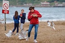 Herring gulls (Larus argentatus) stealing chips on Scarborough beach. Scarborough, UK. August