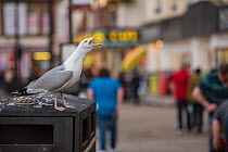 Herring gull (Larus argentatus) calling on bin, Scarborough, UK. July