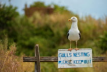 Lesser black-backed gull (Larus fuscus) on 'Gulls Nesting' sign, Flatholm Island, Wales, UK. July
