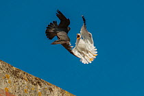 Peregrine falcon (Falco peregrinus). male attacking Lesser black-backed gull (Larus fuscus) Bristol, UK. June
