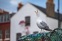 Herring gull (Larus argentatus) calling on lobster trap, Scarborough, UK. July