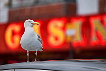 Herring gull (Larus argentatus) in front of casino sign. Scarborough, UK. July