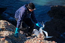 Scientist freeing Northern gannet (Morus bassanus) entangled in marine litter. Grassholm Island, Wales, UK. October