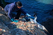 Scientist freeing Northern gannet (Morus bassanus) entangled in marine litter. Grassholm Island, Wales, UK. October