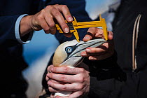 Seabird researchers measure Northern gannet (Morus bassanus) bill length. Bass Rock, Scotland, UK. August