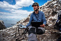 Seabird researcher retrieves data from high resolution GPS loggers attached to Northern gannets (Morus bassanus). Bass Rock, Scotland, UK. August