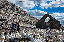 Seabird researchers and Northern gannets (Morus bassanus) colony next to derelict building, Bass Rock, Scotland, UK. August