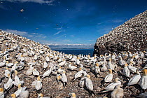 Northern gannets (Morus bassanus). Bass Rock, Scotland, UK. August