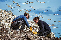 Seabird researchers catching Northern gannet (Morus bassanus). Bass Rock, Scotland, UK. August