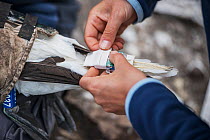 Seabird researchers retrieve data loggers (GPS and altimeter) from captured Northern gannet (Morus bassanus). Bass Rock, Scotland, UK. August