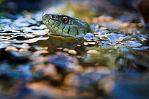 Grass snake (Natrix natrix) swimming in river, Olo, Alvao, Portugal, June.