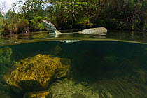 Grass snake (Natrix natrix) swimming in river, Olo, Alvao, Portugal, June.