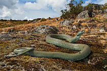 Grass snake (Natrix natrix)  Alvao, Portugal, July.