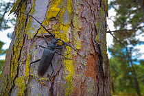 Great capricorn beetle (Cerambyx cerdo) on tree trunk, Arrabida Mountain Range, Portugal, August.