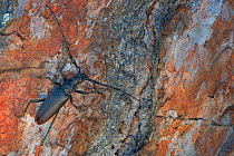 Great capricorn beetle (Cerambyx cerdo) on tree trunk, Arrabida Mountain Range, Portugal, August.