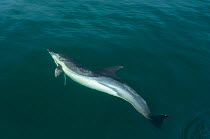 Common dolphin (Delphinus delphis) near the Fonte da Telha Coast, Portugal, October.