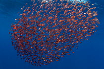 Aggregation of Boarfish (Capros aper) near the surface, Santa Maria Island, Azores, Portugal, July.