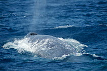 Blue whale (Balaenoptera musculus) surfacing and blowing. Pico Island, Azores, Portugal.